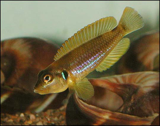Lamprologus ocellatus